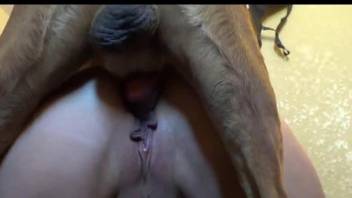 Hardcore animal sex close-up in a doggy-style position