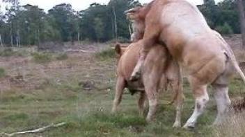 Cows fucking like crazy in the nature, enjoying hard sex