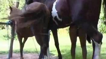 Well-satisfied stallion cumming all over her pussy