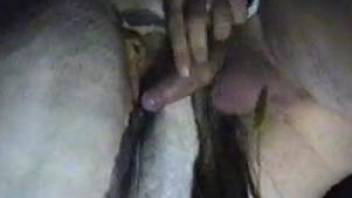 Dude fingering horse's leaking holes on camera