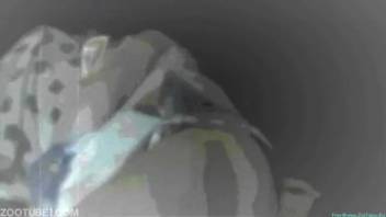 US English: Bushy vagina cougar being nailed by her aroused pet dog