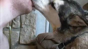 Passionate clip depicting a zoophile kissing her dog passionately