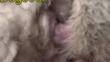 Aroused canine is enjoying a wild romp with a sheep