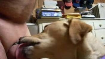 Canine tongues owner's dick as he masturbates on webcam
