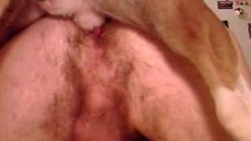 Hairy dude with a tight asshole gets creampied by a dog