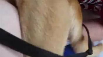 Fair-skinned animal enthusiast hottie nailed in the open by a canine