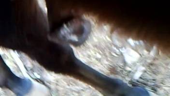 Perverted friend is stroking a massive equine penis