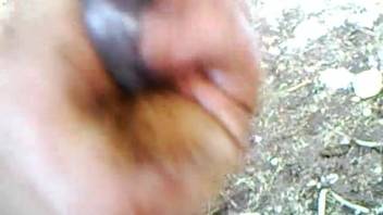 Man with dirty paws masturbates a horse's massive cock