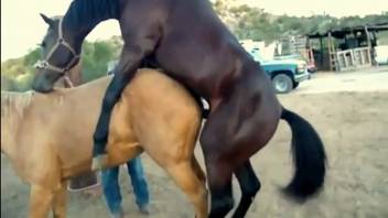 Horses engage in intercourse while an aroused zoophilia enthusiast watches.
