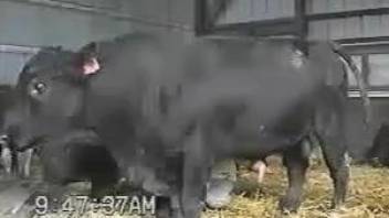 Black bulls are filmed from a steady camera