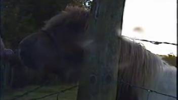 Aroused stallion tempts bestiality enthusiast with his massive cock
