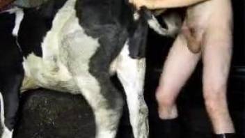 Brave zoophile slides his cock in a cow's wet pussy