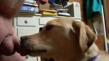 A man with a tiny penis forces his dog to lick his shaft