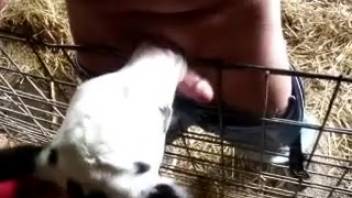 Tender and enjoyable oral pleasure from an adorable little young cow