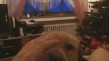 Gorgeous Labrador is licking its owner's cock at home