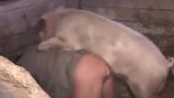 Swine screwing a guy's narrow butthole in the stable
