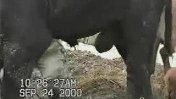 与巨大公牛的惊人自慰会话