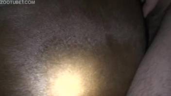 Aroused guy pounding a female horse's juicy cunt doggy style
