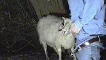 Naughty zoophile is making this sheep suck his cock
