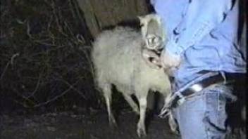 Aroused rancher screwing a sheep's hot mouth recorded on video