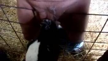 Starving young cow laps up semen from his erect penis