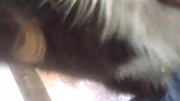 Male bestiality enthusiast screwing a snug-vagined mare from the rear