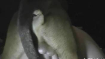 Masked babe cannot wait to fuck the dog a second time