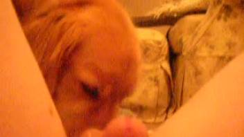 Amateur footage of a bestiality lover and his dick-sucking canine