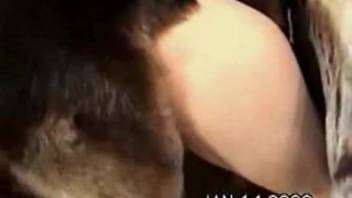 Shaggy dog enters a woman's vagina in unconventional styles.