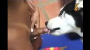 Transsexual seductress gets her ass drilled by a dog