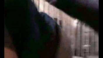 猪交配场景，展示一个年轻女人拉下裤子。