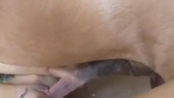 Short-haired chick takes a huge horse cock in her pussy