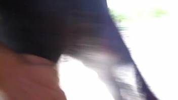 Homemade clips of equine erotica for the pleasure of their owner