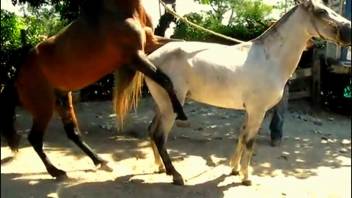 Male horse fucks mare as man records the full event
