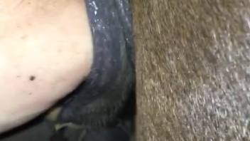 Guy thrusts entire dick into mare's moist vagina in frantic bestiality
