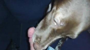 First-person perspective blowjob sequence starring an exceptionally vigilant canine