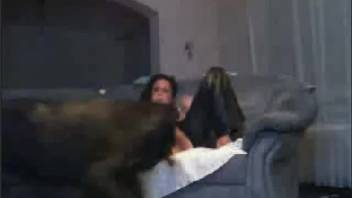 A brunette in black clothing is fucked by a mongrel dog.