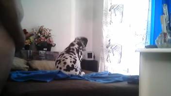 Amateur bestiality webcam fuck between a guy and his loyal dog