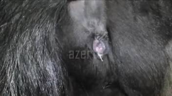 Mare pussy slammed hard in a close-up beastiality movie