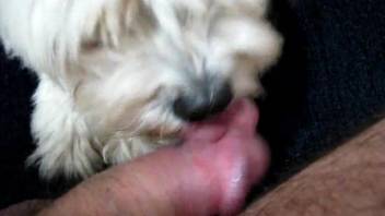 Hot female dog lapping up this throbbing veiny cock everywhere