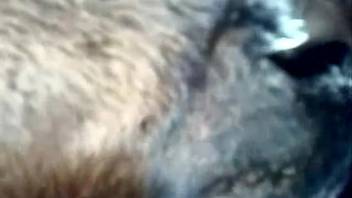 Guy is eager to give this creature his tasty jizz