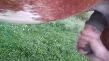 Guy stroking a horse's erect penis outside in the open air