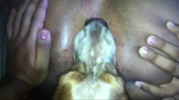 Guy's butt is meticulously tongued by an incredibly alluring canine