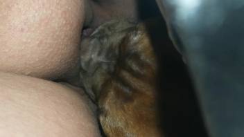 Hot pup tonguing a tasty bestiality snatch right here