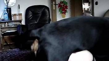 Bubble butt chick getting fucked by a black pooch