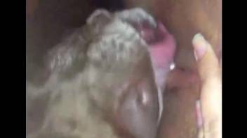 Amateurs filmed enjoying dogs in between their legs and tits