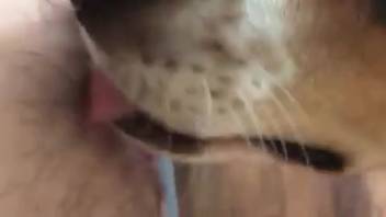 Hot beast tonguing a bushy cunt up close right here