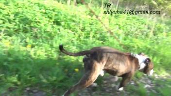 Russian slut fellating a canine's cock while out for a stroll