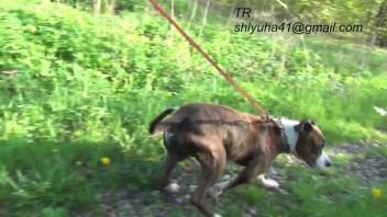 Intoxicated Russian slut acting wild with a beast