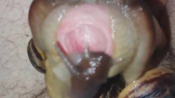 Incredible man's dick fully satisfied by alluring snails